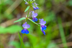 Collinsia grandiflora