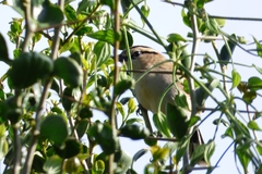 Tchagra australis