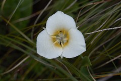 Calochortus apiculatus