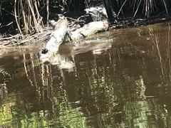 Crocodylia