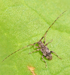 Leiopus femoratus