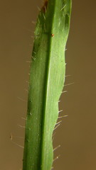 Dactyloctenium australe