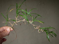 Dactyloctenium australe