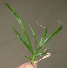 Dactyloctenium australe