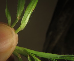 Dactyloctenium australe