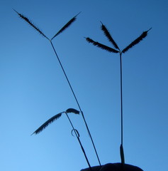 Dactyloctenium australe