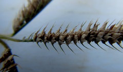 Dactyloctenium australe