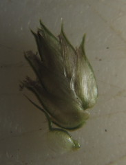 Dactyloctenium australe