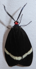 Pidorus