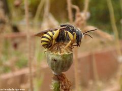 Trachusa interrupta