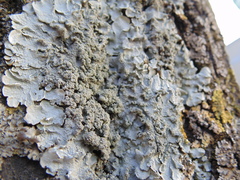 Parmelia