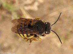 Trachusa interrupta