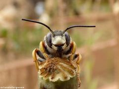 Trachusa interrupta