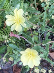 Oenothera humifusa