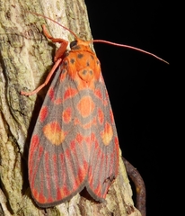 Ammatho cuneonotatus
