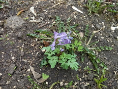 Corydalis solida