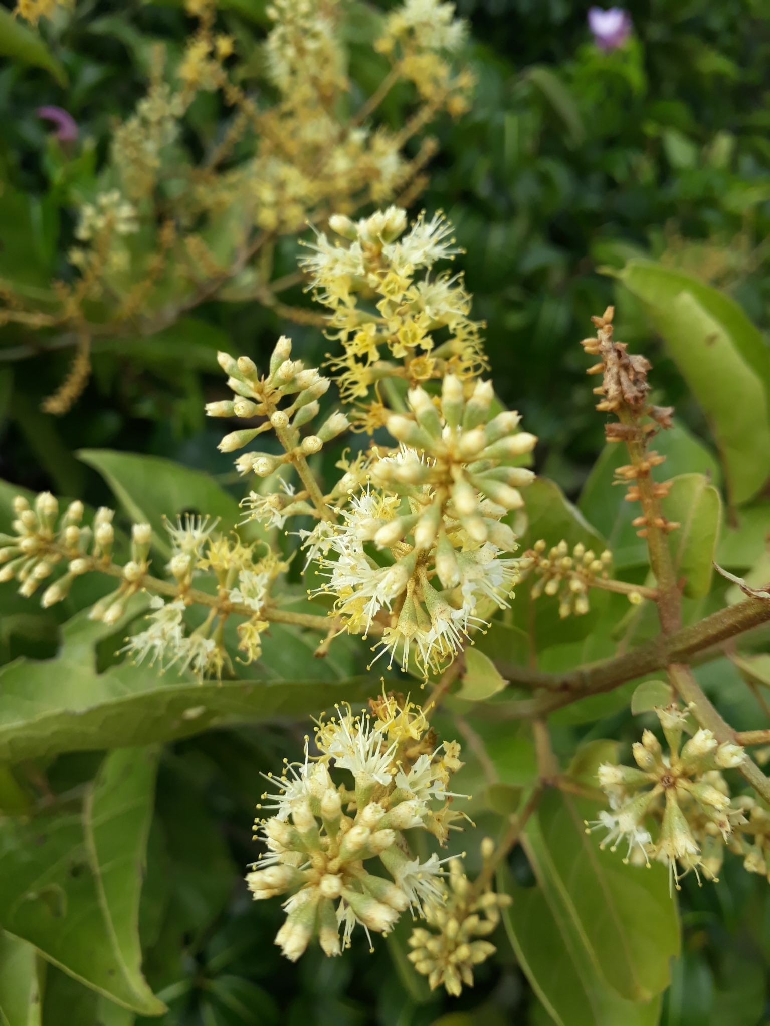 Combretum leprosum