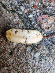 Testacella haliotidea