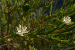 Clutia ericoides