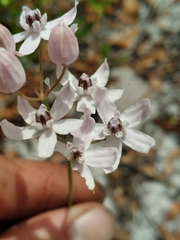 Asclepias feayi image