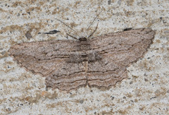 Scioglyptis loxographa