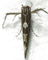 Pyroderces apparitella