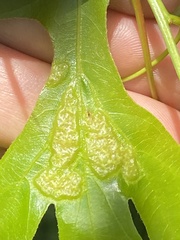 Melikaiella ostensackeni