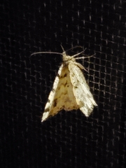 Macaria notata