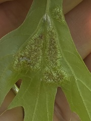 Melikaiella ostensackeni