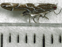 Pyroderces apparitella