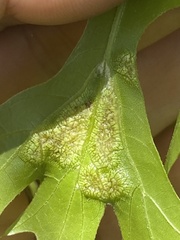 Melikaiella ostensackeni