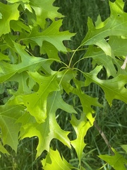 Melikaiella ostensackeni