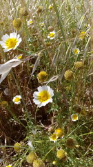 Glebionis coronaria discolor