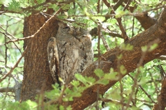 Otus senegalensis