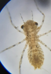 Pachydiplax longipennis