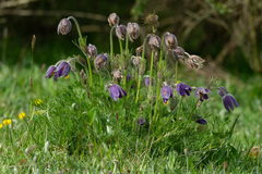 Pulsatilla vulgaris