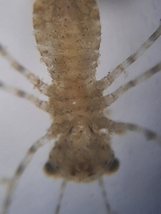 Pachydiplax longipennis