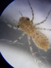 Pachydiplax longipennis