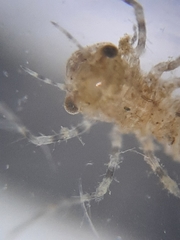 Pachydiplax longipennis
