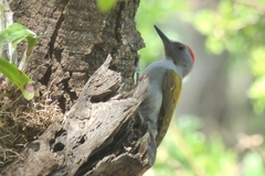 Chloropicus spodocephalus