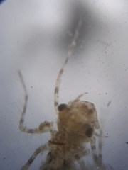 Pachydiplax longipennis