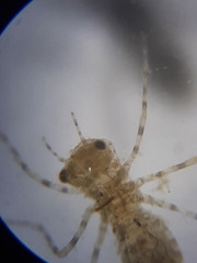 Pachydiplax longipennis