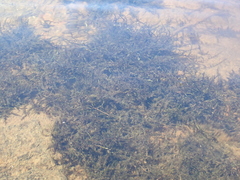 Fontinalis novae-angliae