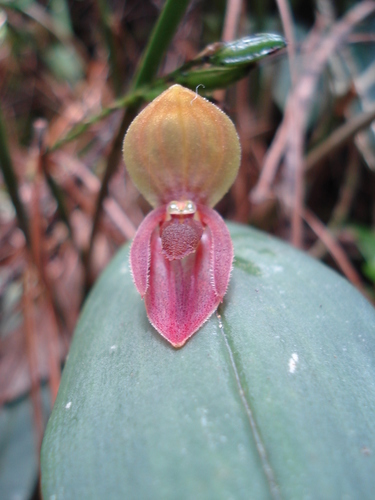 Pleurothallis linguifera, photograph 3
