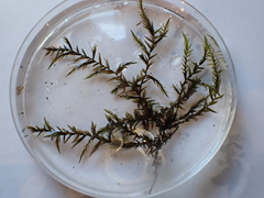 Fontinalis novae-angliae