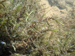 Fontinalis novae-angliae