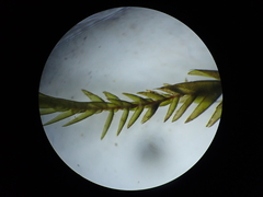 Fontinalis novae-angliae