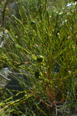 Clutia ericoides