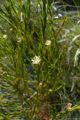 Clutia ericoides