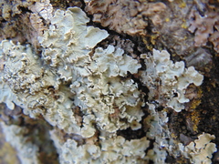 Parmelia